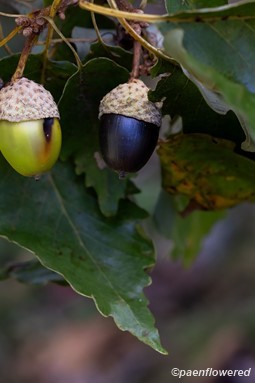 acorns and leaves